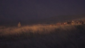 ZUD_10_Steppe_at_night
